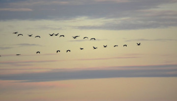 Promotion de Noël : Atlas des oiseaux migrateurs et hivernants d'Aquitaine